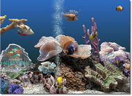 Marine Aquarium screenshot